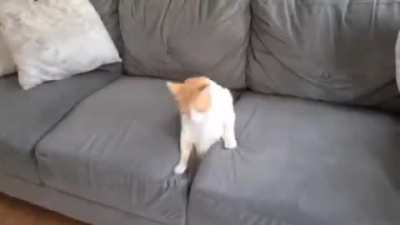 cat goes home
