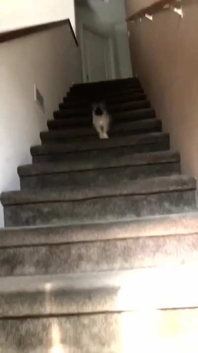 When your new puppy is TOO excited to see you