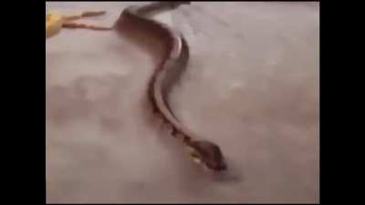 Snake