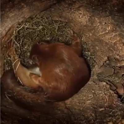 Fantastic photography done inside a squirrel&rsquo;s nest.