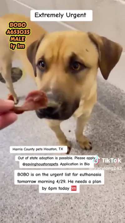 🚨 Bobo (A653035) &ndash; Houston, TX &ndash; euthanasia risk at any time for space 💔 Needs foster or adopter NOW
