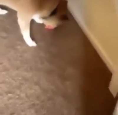 He likes his new toy
