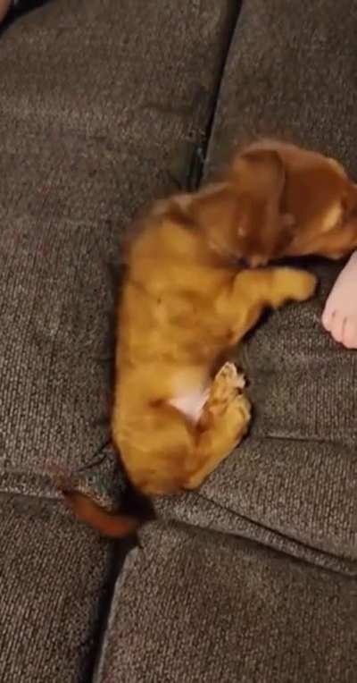 The monster people underneath the couch needs me.