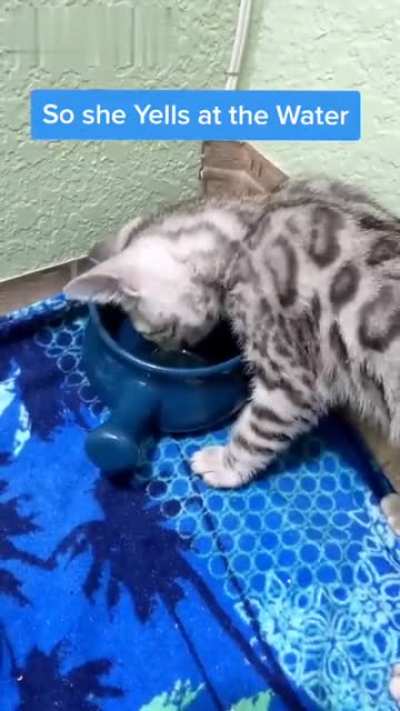 Uma gatinha dando bronca na &aacute;gua porque ela molhou sua pata