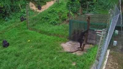 ape