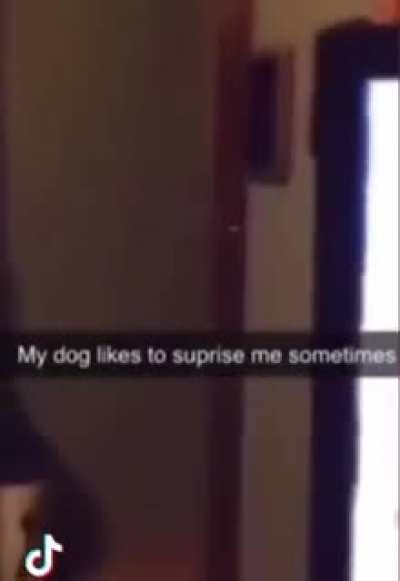 Dawg