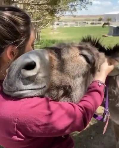 That’s one happy donkey