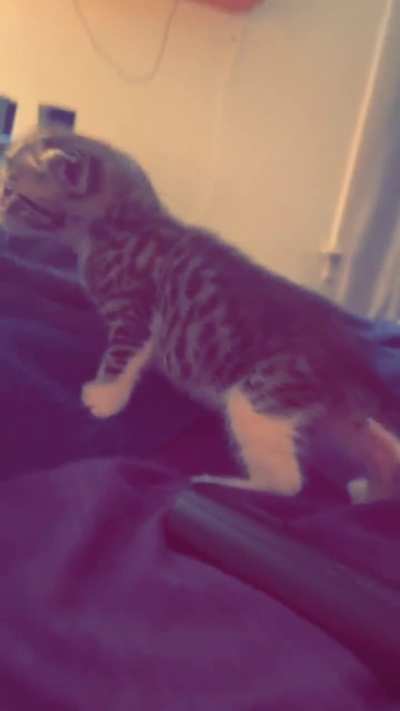 Baby Boscoe Update