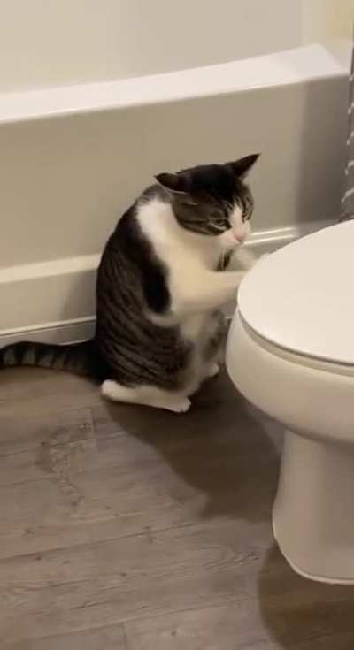 the cat just does the beat, but...