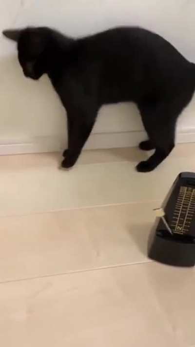Cat... Tok... Cat... Tok...