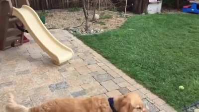 Dog can&rsquo;t catch food