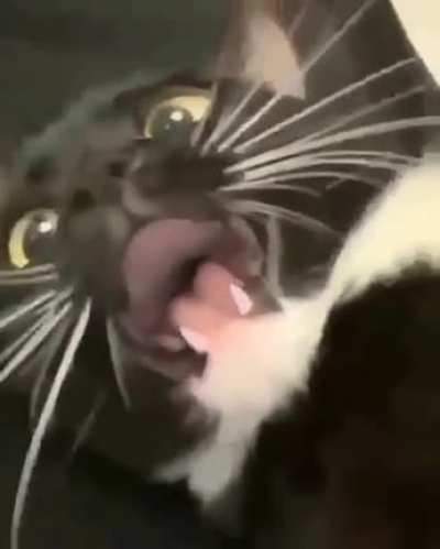 When the belly rubs are too aggressive