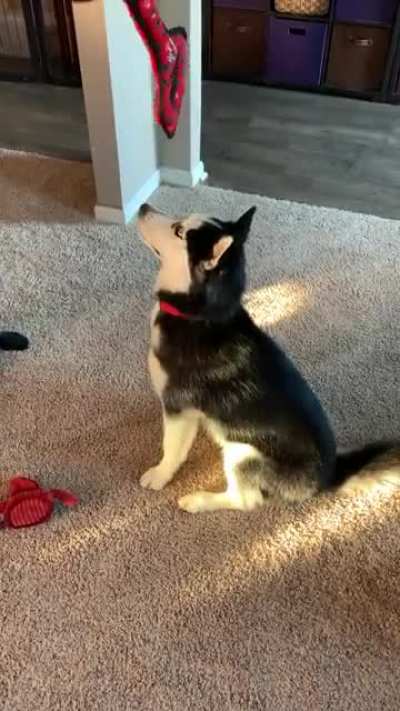 Moon moon playtime