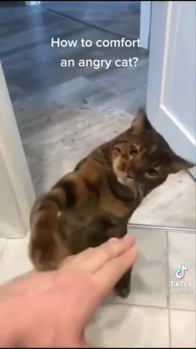 "My cat doesn't scratch, he squares up."