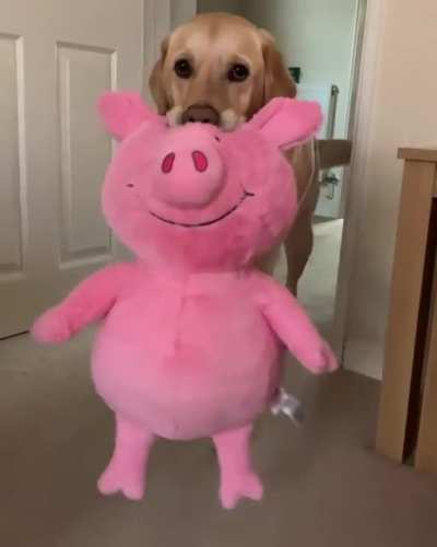 This dog&rsquo;s favorite toy is a pig half his size and he carries it everywhere and I&rsquo;m in love