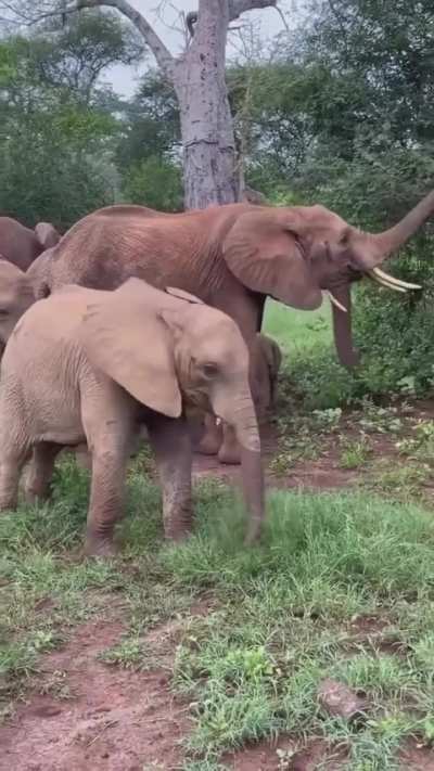 Baby elephant discovered fun and can’t stop
