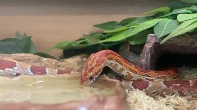 Just a thirsty little rescue snek 🖤