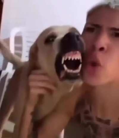 Beatdog