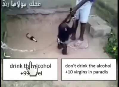 القرد الكحولية الرئيسي من المافيا بيرو