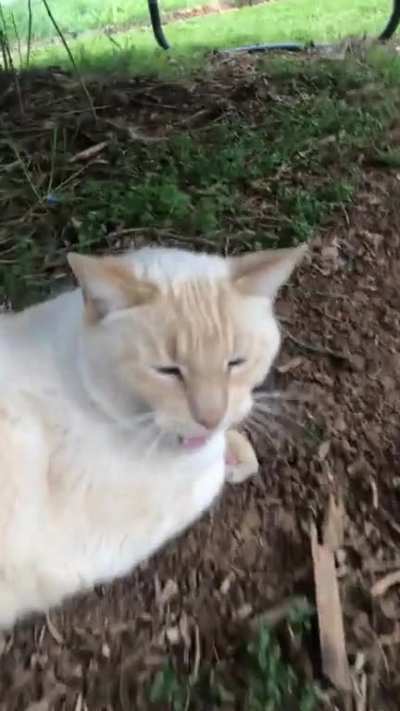 i made this video of my cat and i think it&rsquo;s pretty funny