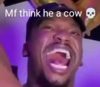 Wordington cattle