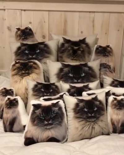 Try to find me