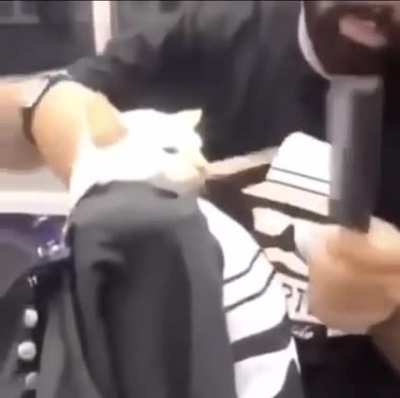 sweg cat fresh cut