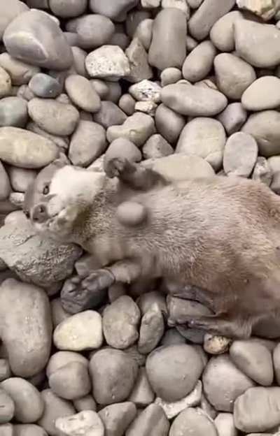 Otters juggle rocks more when they are hungry. In captivity, the increase in rock juggling occurs when feeding time draws close &mdash; suggesting that it could indicate excitement for food.