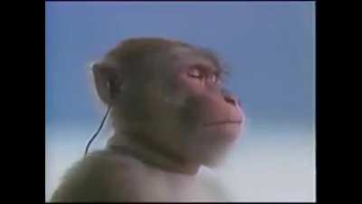 sad monke saturday