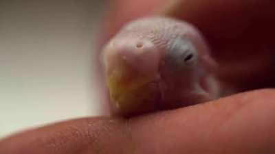 Dude gives life to a lost egg (mom was adopted at a pet shop)