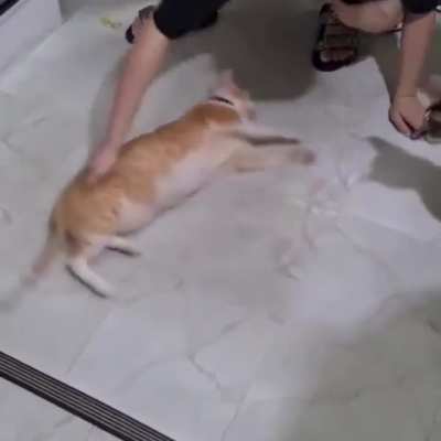 Wiee