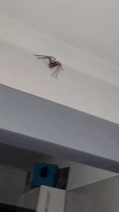 Perfectly cut spider