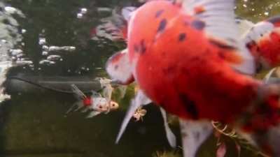 Current water temperature 57°F
