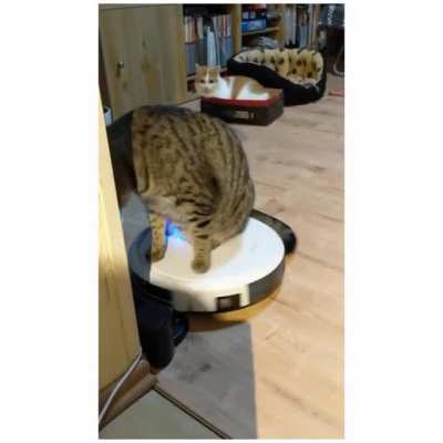 My cats are always fun