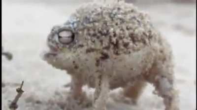 Blursed Scream