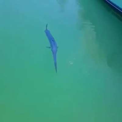 🔥 Juvenile swordfish swimming in shallow water