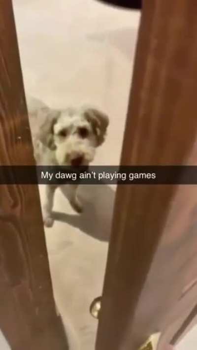 dog