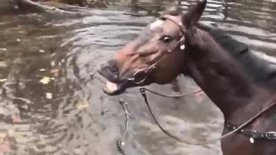 Horse grins and farts after playing in water