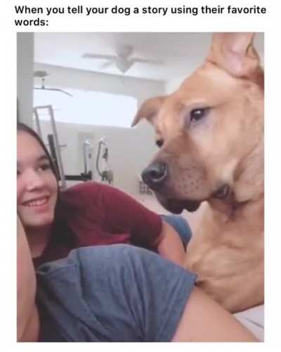Try this... Tell your doggo a story using the words which are their favourite...