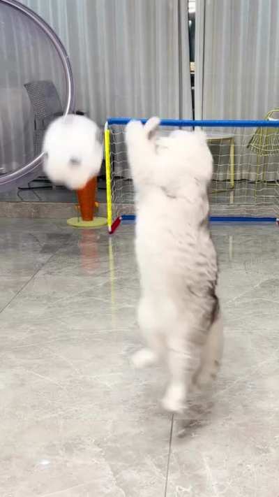 That one orange cat