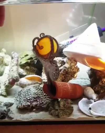 dis mine