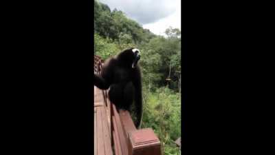 MonkeyPog