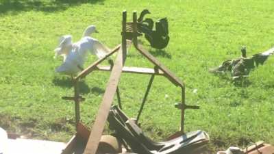 Ducks mating