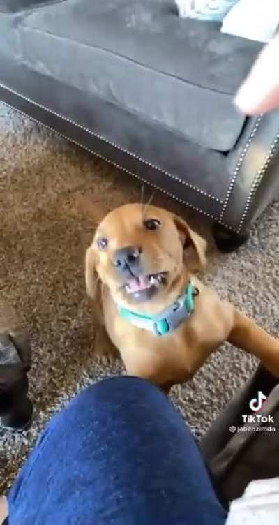 Pup charging up a bite