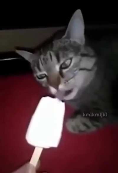 Gato