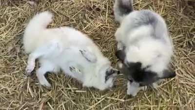 Happy Tundra and happy Cleo! (Source @arcticfoxdaily)