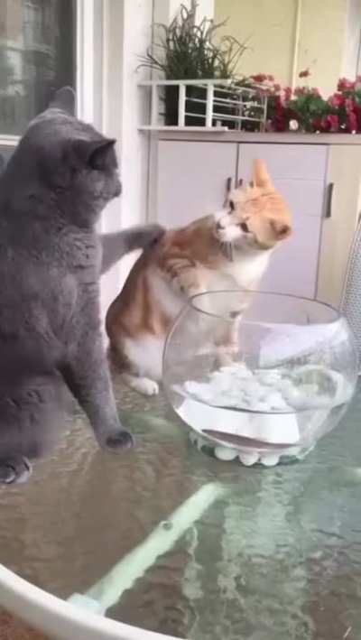Don't Touch Tha Fishy!