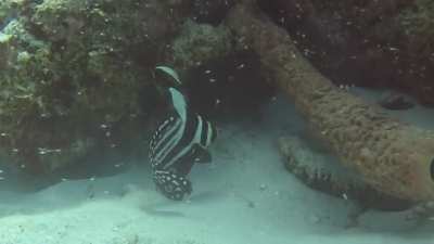 Spotted Drum Cura&ccedil;ao