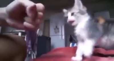 Kitten bro