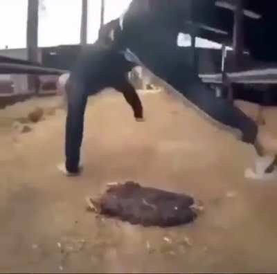 Shithead